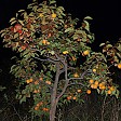  Fruchtbaum